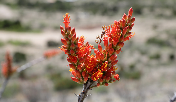 Desert flower